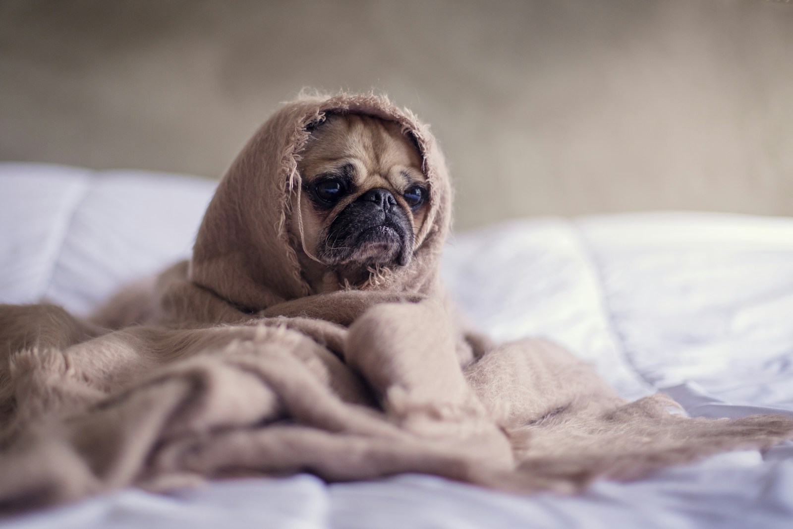 sick pug with pet insurance covered with blanket on bedspread