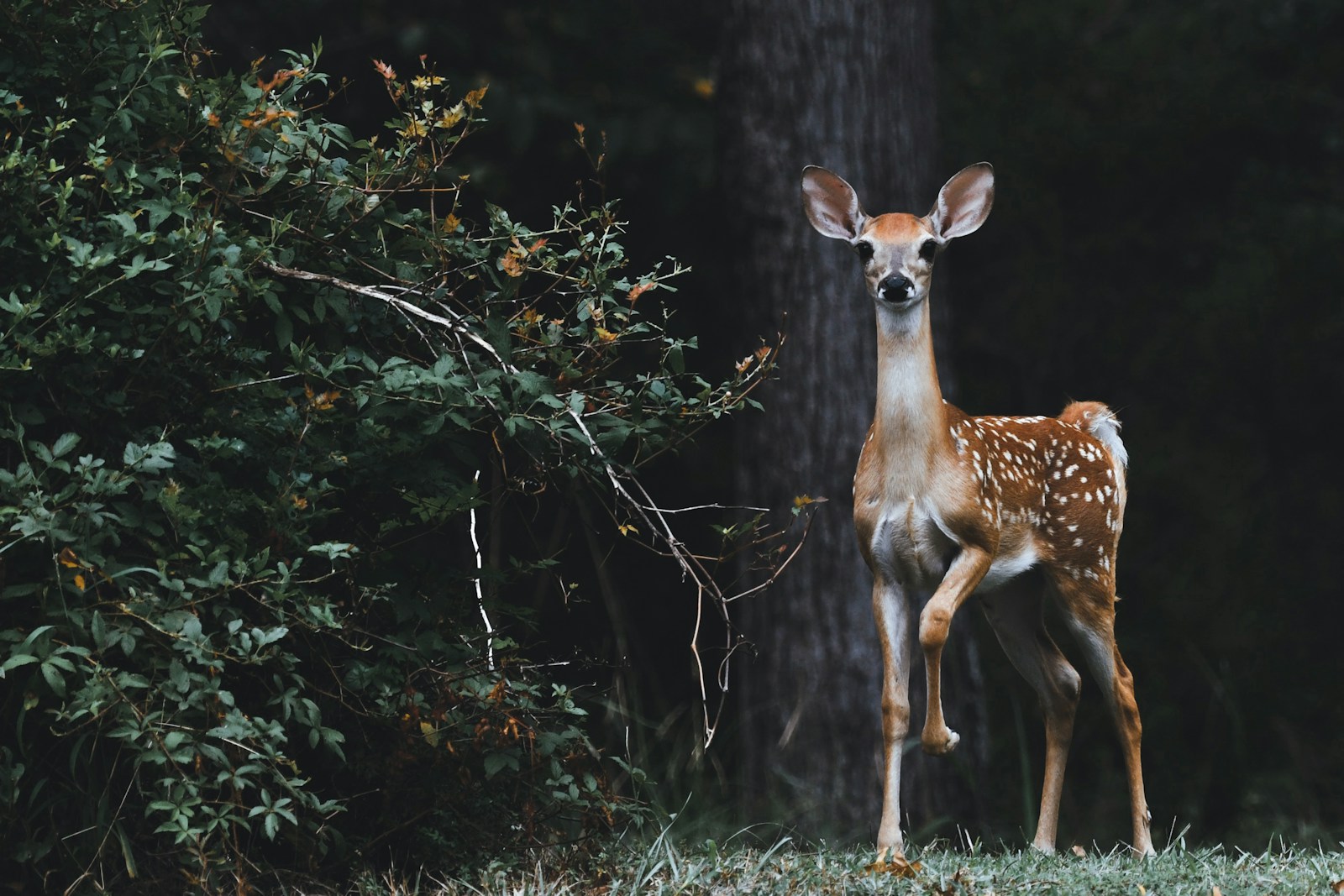 Does Auto Insurance Cover Damage from Animals?